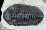 Bargain, Pedinopariops Trilobite - Mrakib, Morocco #110679-2